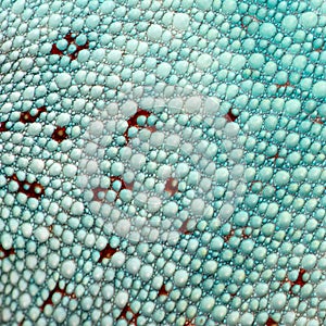 Reptile skin