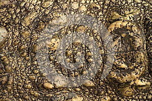 Reptile skin, leather background