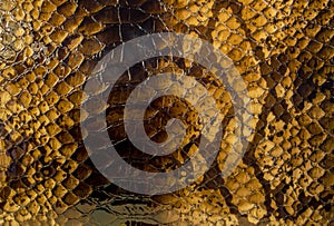 Reptile skin pattern background photo