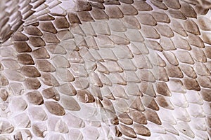 Reptile skin texture as background or backdrop