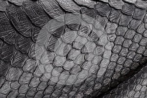 Reptile snake texture closeup, fashion zigzag snakeskin python picture.