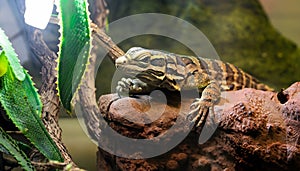 reptile in a terrarium