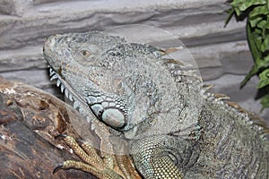 Reptile terrarium monitor lizard animal