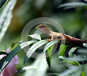 A reptile on a tree