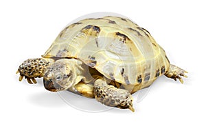 Reptile turtle animal photo