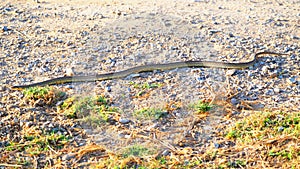 Reptile walking in the sun along a path of the pond of ivars and vila sana, lerida, spain, europe