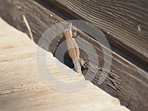 Reptile on a wooden board, lerida, spain, europe photo