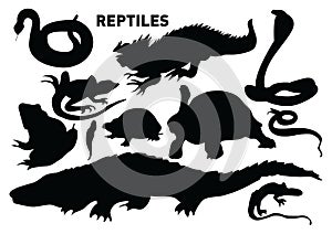 Reptiles photo