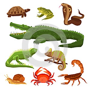 Reptiles And Amphibians Set