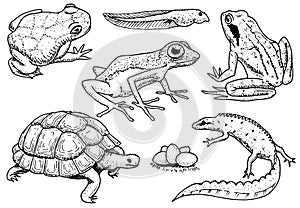 Reptiles and amphibians set. Pet and tropical animals. Wildlife and Frogs, lizard and turtle, chameleon and anuran photo