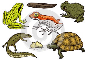 Reptiles and amphibians set. Pet and tropical animals. Wildlife and Frogs, lizard and turtle, chameleon and anuran photo