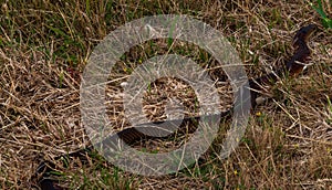 Copperhead snake Phillip Island Victoria Australia