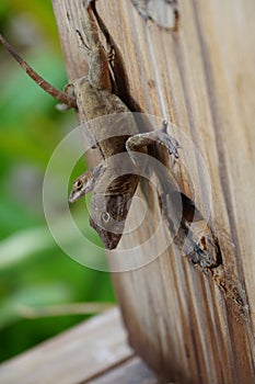 Reptiles in Dominicana photo