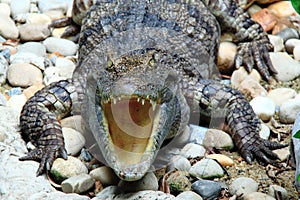 Reptiles, freshwater crocodiles