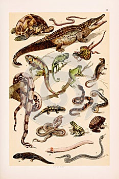 Reptiles and frogs. Vintage animal illustration. Natural History. Zoological Chart. Ca1890