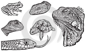 Reptiles - Hand Drawn photo