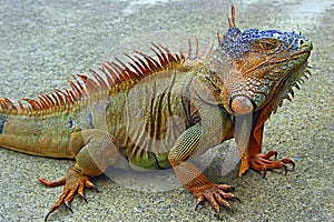 Reptiles - iguana
