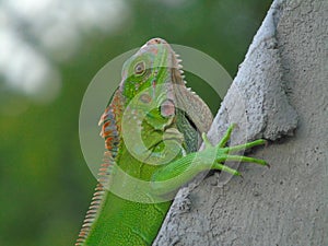 Reptiles iguana naturales wildlife photo