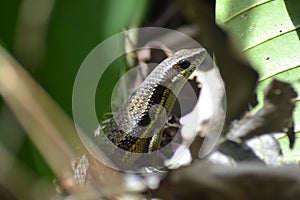 Reptiles in the jungles of Kalimantan, Indonesia photo