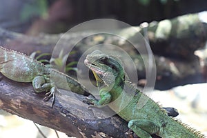 Reptiles in Saigon Zoo and Botanical Garden photo