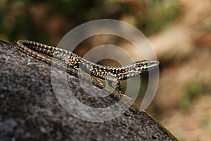 Common Wall Lizard, Lizards, Wall Lizard, Podarcis muralis