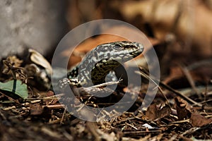 Common Wall Lizard, Lizards, Wall Lizard, Podarcis muralis