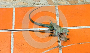 Reptiles mating in the caribbean