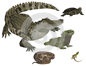 Reptiles set photo