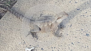 Reptiles and Snakes - Large lizzard discovered on the parklands of Coolangatta Qld Australia