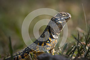 Reptiles from Thailand