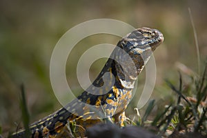 Reptiles from Thailand photo