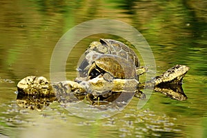 Reptiles in their natural environment.