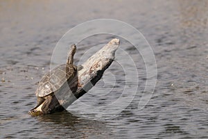 Reptiles in their natural environment.