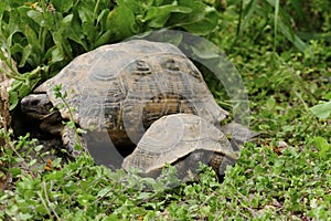 Reptiles in their natural environment.