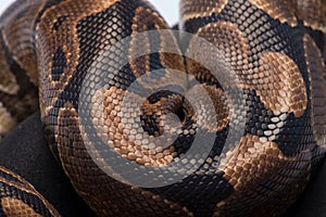 Reptiles on white background