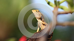Reptilia, Chameleon, Lacertilia on a tree in the forest photo