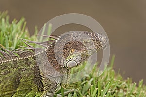 reptilian iguana lizard reptile. iguana lizard in wildlife. iguana lizard outdoor.