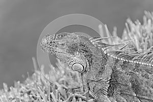 reptilian iguana lizard reptile. iguana lizard in wildlife. iguana lizard outdoor.