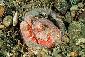 Reptilian snake eel in Ambon, Maluku, Indonesia underwater photo