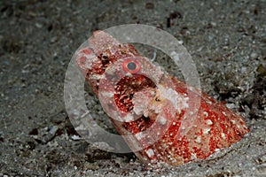 Reptilian snake eel