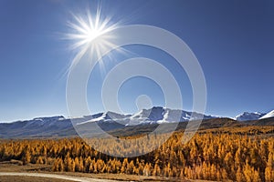 Republic of Altai. Snowy peaks of the north chui range and autumn taiga