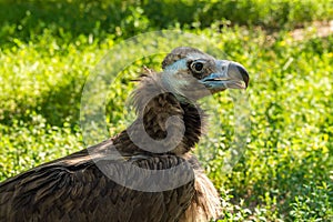 The Republic of Crimea. The city of Belogorsk. July 17, 2021. Black vulture in the Taigan Lion Park.