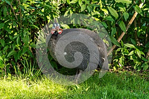 The Republic of Crimea. the city of Belogorsk. July 17, 2021. Domestic guinea fowls in the park for lions Taigan