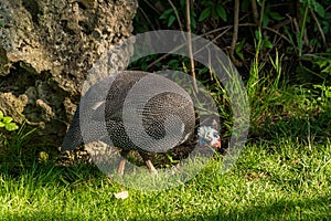 The Republic of Crimea. the city of Belogorsk. July 17, 2021. Domestic guinea fowls in the park for lions Taigan