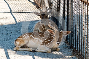 The Republic of Crimea. The city of Belogorsk. July 17, 2021. European fallow deer in the enclosure of the Taigan Lion