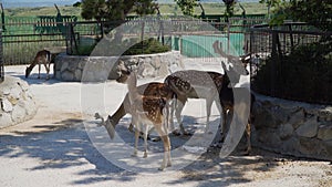 The Republic of Crimea. The city of Belogorsk. July 17, 2021. European fallow deer in the enclosure of the Taigan Lion