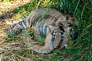 The Republic of Crimea. The city of Belogorsk. July 17, 2021. A funny little tiger cub in the enclosure of the Taigan