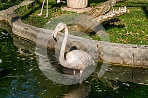 The Republic of Crimea. the city of Belogorsk. July 17, 2021. Pink flamingos in the poultry yard in the Taigan Lion Park