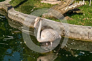 The Republic of Crimea. the city of Belogorsk. July 17, 2021. Pink flamingos in the poultry yard in the Taigan Lion Park