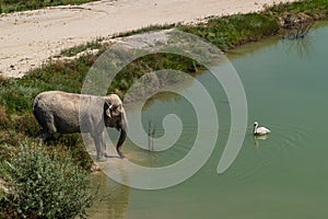 The Republic of Crimea. July 17, 2021. An elephant swims in a pond, and a pelican swims nearby in the Taigan Lion Park